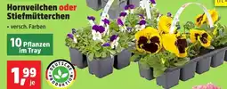 Thomas Philipps Hornveilchen oder Stiefmütterchen Angebot
