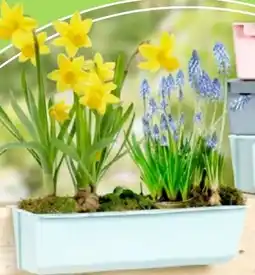 Thomas Philipps Pflanzgefäß ,,EASY" Angebot