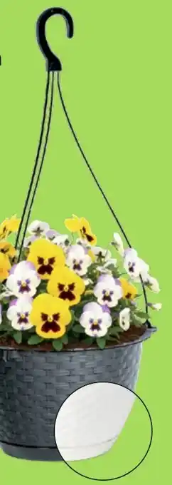 Thomas Philipps Hängeampel ,,Ratolla" Angebot