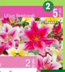 Thomas Philipps Sonnenhut Angebot