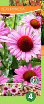 Thomas Philipps Hosta Funkie Angebot