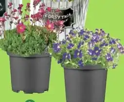 Thomas Philipps Blütenstauden Angebot