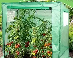 Thomas Philipps Tomatengewächs haus Angebot