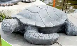 Thomas Philipps Schildkröte Angebot