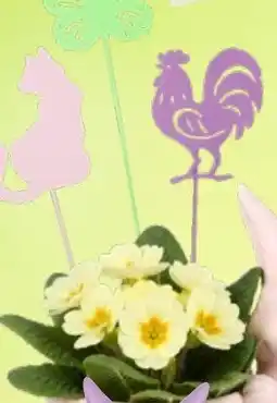 Thomas Philipps Blumenstecker Angebot