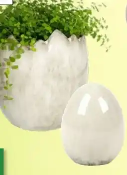 Thomas Philipps Übertopf Angebot