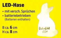 Thomas Philipps LED-Hase Angebot