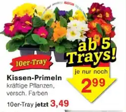 Jawoll Kissen-Primeln 10er-Tray Angebot