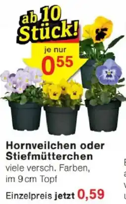 Jawoll Hornveilchen oder Stiefmütterchen Angebot