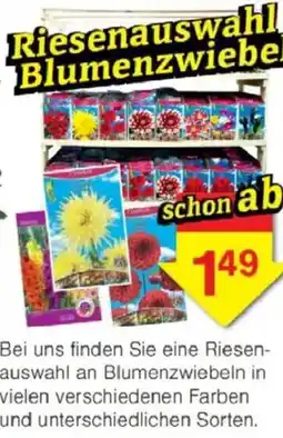 Jawoll Riesenauswahl Blumenzwiebeln Angebot