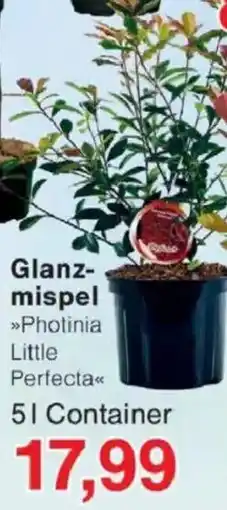 Jawoll Glanzmispel Angebot