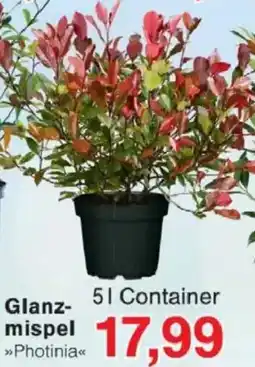 Jawoll Glanzmispel Angebot