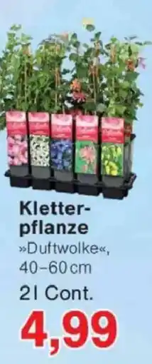 Jawoll Kletterpflanze Angebot