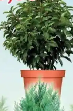 Jawoll Portugiesischer Kirschlorbeer Angebot