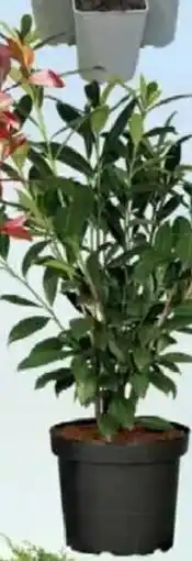 Jawoll Kirschlorbeer 23 cm Topf Angebot