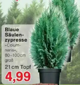 Jawoll Blaue Säulenzypresse Angebot