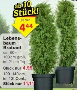 Jawoll Lebensbaum Brabant Angebot
