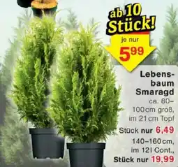 Jawoll Lebensbaum Smaragd Angebot