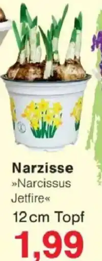Jawoll Narzisse 12cm Topf Angebot