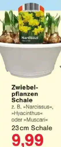 Jawoll Zwiebelpflanzen Schale Angebot
