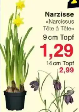 Jawoll Narzisse 9 cm Topf Angebot
