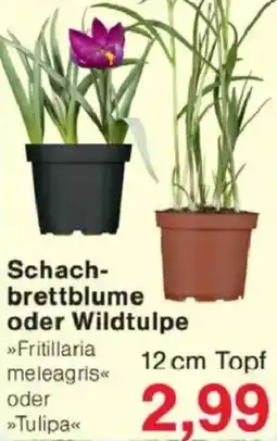 Jawoll Schach brettblume oder Wildtulpe 12 cm Topf Angebot