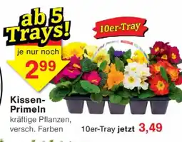 Wiglo Wunderland Kissen Primeln 10er-Tray Angebot