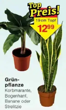 Jawoll Grünpflanze 19 cm Topf Angebot