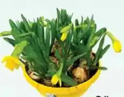 Jawoll Narzisse Narcissus Tête à Tête 19 cm Schale Angebot