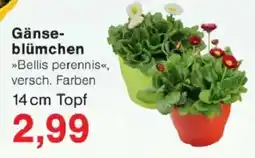 Jawoll Gänseblümchen 14 cm Topf Angebot