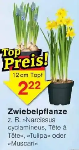Jawoll Zwiebelpflanze 12cm Topf Angebot