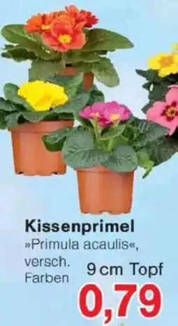 Jawoll Kissenprimel 9 cm Topf Angebot