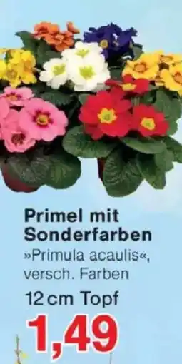 Jawoll Primel mit Sonderfarben 12 cm Topf Angebot