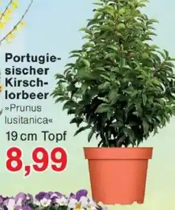 Jawoll Portugiesischer Kirschlorbeer Angebot