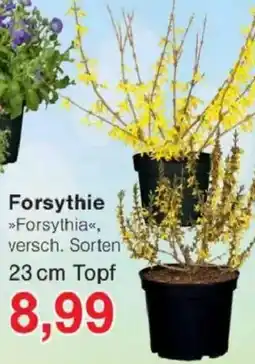 Jawoll Forsythie Angebot