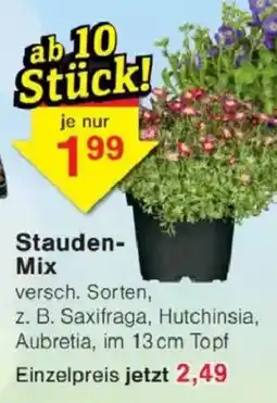 Jawoll Stauden Mix Angebot