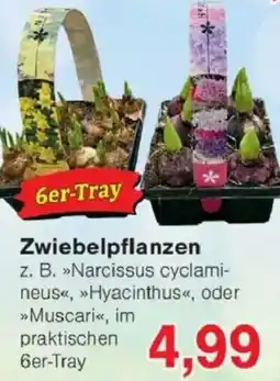Jawoll Zwiebelpflanzen 6er-Tray Angebot