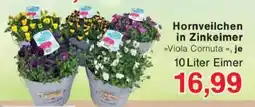 Jawoll Hornveilchen in Zinkeimer Angebot