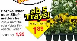 Wiglo Wunderland Hornveilchen oder Stiefmütterchen 10er-Tray Angebot