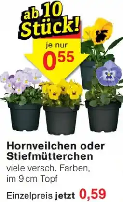 Wiglo Wunderland Hornveilchen oder Stiefmütterchen Angebot