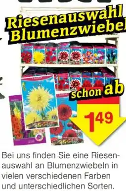 Wiglo Wunderland Riesenauswahl Blumenzwiebeln Angebot