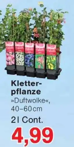 Wiglo Wunderland Kletterpflanze Angebot