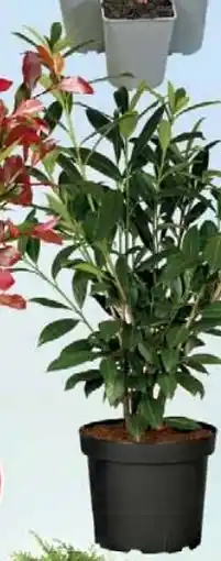 Wiglo Wunderland Kirschlorbeer 23 cm Topf Angebot