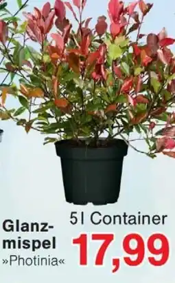 Wiglo Wunderland Glanz mispel Angebot