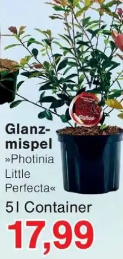 Wiglo Wunderland Glanz mispemispel Angebot