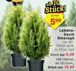 Wiglo Wunderland Lebensbaum Smaragd Angebot