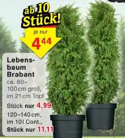 Wiglo Wunderland Lebensbaum Brabant Angebot