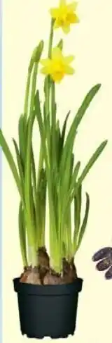 Wiglo Wunderland Narzisse 9 cm Topf Angebot