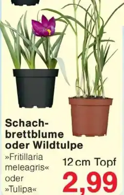 Wiglo Wunderland Schachbrettblume oder Wildtulpe 12 cm Topf Angebot