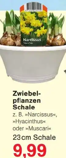 Wiglo Wunderland Zwiebelpflanzen Schale 23 cm Schale Angebot